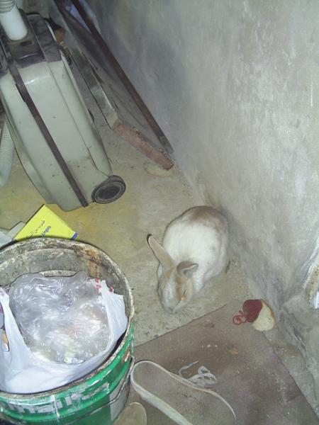 c notre lapin karbitouche il est belle né s pa